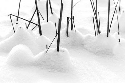Reeds - Priddy Mineries, Somerset, UK.