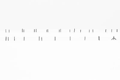 Fence - Mendip Hills, Somerset, UK.